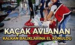 Kaçak avlanan 142 kalkan balığına el konuldu