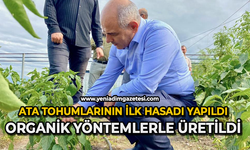 Körfez’de ata tohumlarının ilk hasadı yapıldı