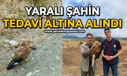 Yaralı şahin tedavi altına alındı