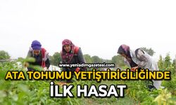 Ata tohumu yetiştiriciliğinde ilk hasat