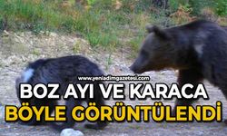 Boz ayı ve karaca böyle görüntülendi