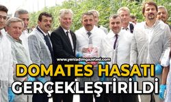 Domates hasatı gerçekleştirildi