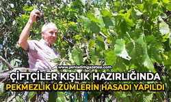 Pekmezlik üzümlerin hasadı yapıldı