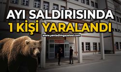 Ayı saldırısında 1 kişi yaralandı: Saldırı sonrası av kararı