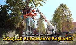 Ağaçlar budanmaya başlandı