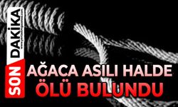 Ağaca asılı halde ölü bulundu
