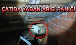 Evin çatısında yaban arısı paniği