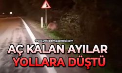 Aç kalan ayılar yollara düştü