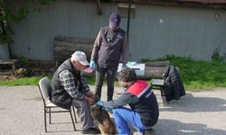 175 köpek yerinde sahiplendirildi
