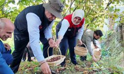 2024’te 794 ton kestane üretimi gerçekleşti