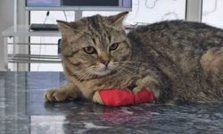 928 tona yakın kedi köpek maması ihraç edildi