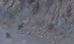 Anne ayı ve yavrusu korkuyla dağa tırmandı