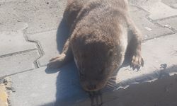 Aracın çarptığı su samuru telef oldu