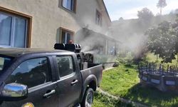 Kahverengi kokarca ile mücadele sürüyor