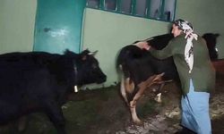 Mahsur kalan hayvanlar 2.5 saatlik operasyonla kurtarıldı