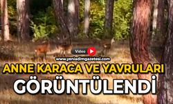 Anne karaca ve yavruları görüntülendi