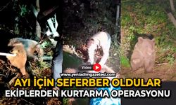 Dikenli tellerin arasında mahsur kalan ayı kurtarıldı