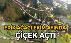 Erik ağacı ekim ayında çiçek açtı