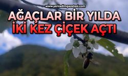 Ağaçlar bir yılda ikinci kez çiçek açtı
