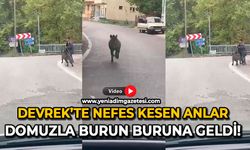 Devrek’te nefes kesen anlar: Domuzla burun buruna geldi!