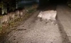 Aç kalan domuz sürüsü yola indi