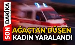 Ağaçtan düşen kadın yaralandı