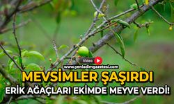 Mevsimler şaşırdı: Erik ağaçları ekimde meyve verdi!