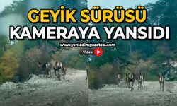 Geyik sürüsü kameraya yansıdı