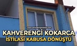 Kahverengi kokarca istilası kabusa dönüştü