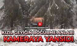 Kızıl Geyiğin böğürme anları kameraya yansıdı