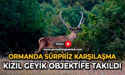 Ormanda sürpriz karşılaşma: Kızıl geyik objektife takıldı
