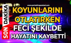 Koyunlarını otlatırken feci şekilde hayatını kaybetti