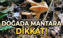 Doğada mantar dikkat!