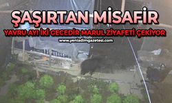 Şaşırtan misafir: Yavru ayı iki gecedir marul ziyafeti çekiyor