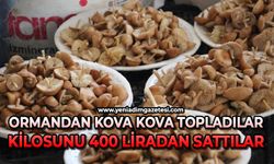 Vatandaş ormandan kova kova topladı, pazarda kilosunu 400 liraya sattı