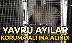Maskot haline gelen yavru ayılar, koruma altına alındı