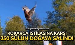 Büyük mücadele: 250 sülün doğaya salındı