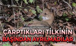 Ekipler gelene kadar çarptıkları tilkinin başından ayrılmadılar