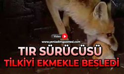 Tır sürücüsü tilkiyi ekmekle besledi