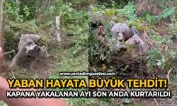 Yaban hayata büyük tehdit: Kapana yakalanan ayı son anda kurtarıldı