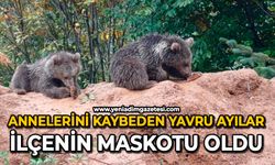 Annelerini kaybeden yavru ayılar, ilçenin maskotu oldu