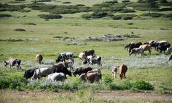 Güzelliğiyle mest eden Kastamonu yaylaları hayvancıların en büyük geçim kaynağı