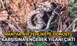 Mantar avı tehlikeye dönüştü: Karşısına engerek yılanı çıktı