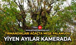 Tırmandıkları ağaçta meşe palamudu yiyen ayılar kamerada