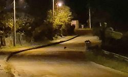 Aç kalan çakal yavruları şehir merkezinde görüntülendi