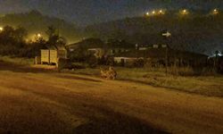 Çakallar şehir merkezini mesken tuttu