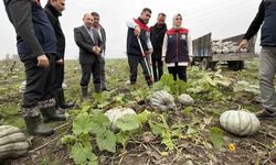 Coğrafi işaretli kestane kabağı hasadı başladı