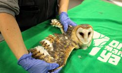 Doğanın şifası Ormanya’da: "Bu merkez yaban hayvanlarına umut oluyor"
