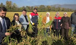 Konuralp pirincinde "damlama sulama" bereketi