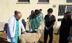 Küçükbaş hayvancılığa akademik dokunuş